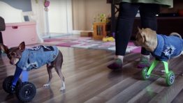 Two Chihuahuas Without Front Legs Get Prosthetic Wheels