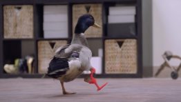 Adorable Duck Uses Its Prosthetic Leg for the First Time