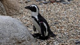 Adorable Penguin Gets Custom Orthopedic Boots