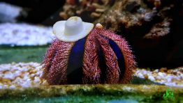 Why Do Sea Urchins Wear Hats?